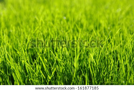Background Of A Green Grass