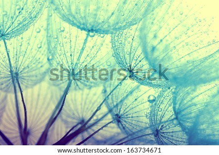 Abstract Macro Photo Of Dandelion Seeds With Water Drops