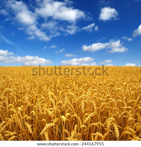 Field of wheat and sun