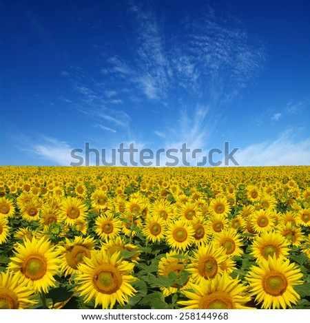 not focused sunflowers field on sky background