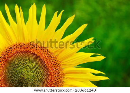 a sunflower on green bokeh