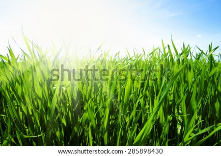 Green grass against the blue sky and sun