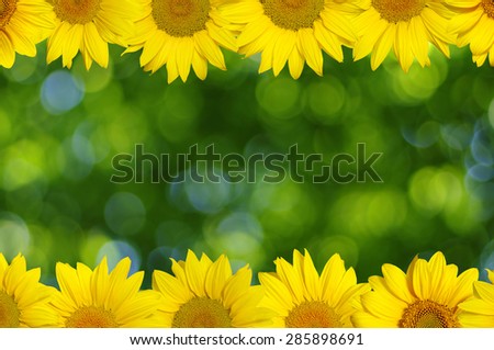 a sunflower on green bokeh