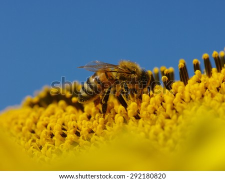 bee collects pollen in the sunflower