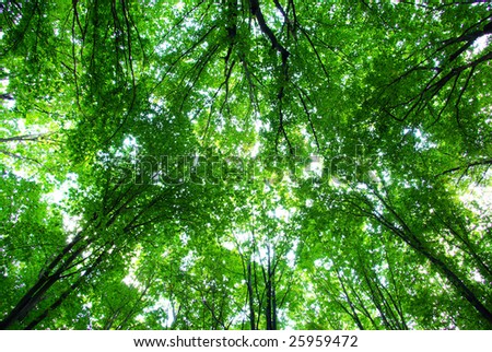 Trees in a  green forest in spring