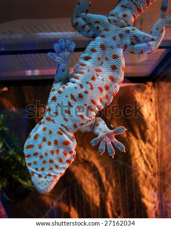 blue tokay gecko