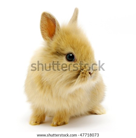 rabbit small