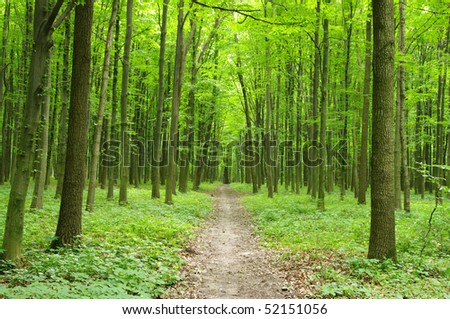 Path in  forest