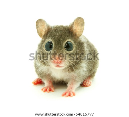 funny hamster pictures. stock photo : funny hamster