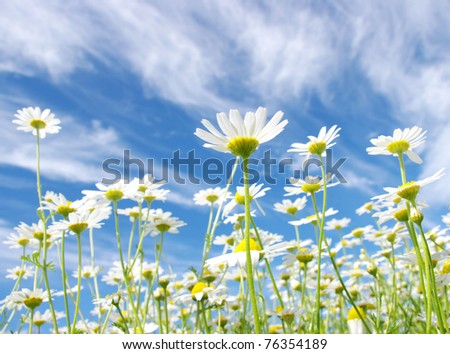 White+daisies+background