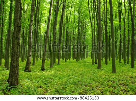 Trees In A Forest Stock Photo 88425130 : Shutterstock