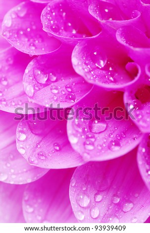 Abstract petals of a flower with drops