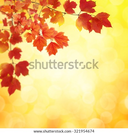 Fall, autumn, leaves background. A tree branch with autumn leaves on a blurred background
