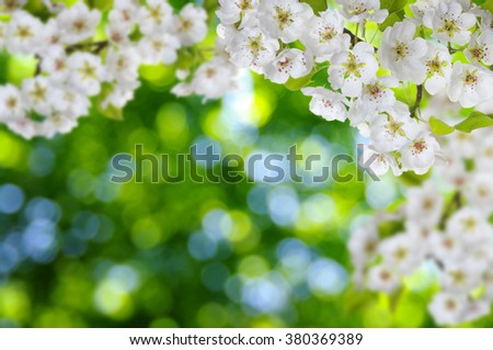 Blossoms over blurred nature background. Spring flowers.Spring background with green bokeh