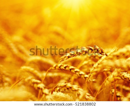 Wheat closeup. Wheat field on sun. Background of ripening ears of wheat.