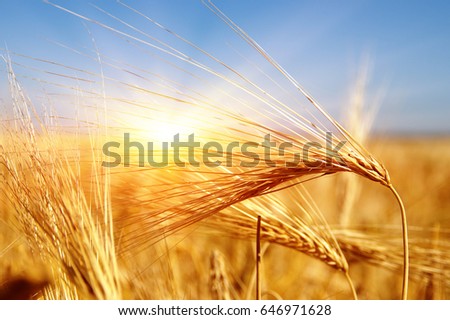 Golden wheat close up on sun. Rural scene under sunlight. Summer background. Growth harvest.