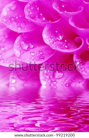 Abstract petals in water