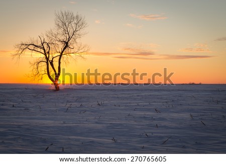 Sunset on the Canadian prairies in the winter. A lone tree standing in the snow with a setting sun.
