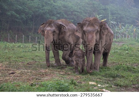 Elephant family in rural Thailand. Parent and a baby Asian elephant huddled together in the rain. Elephant Nature Park no abuse elephant sanctuary.