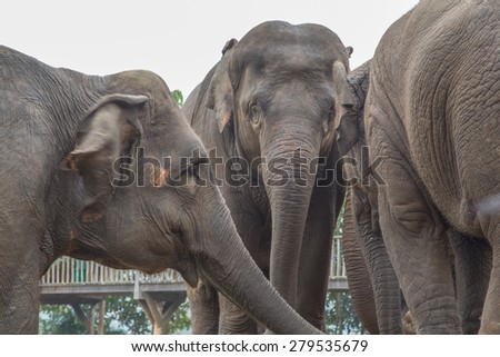 Three Asian elephants huddled together in a nature park for rescued wildlife in Thailand.