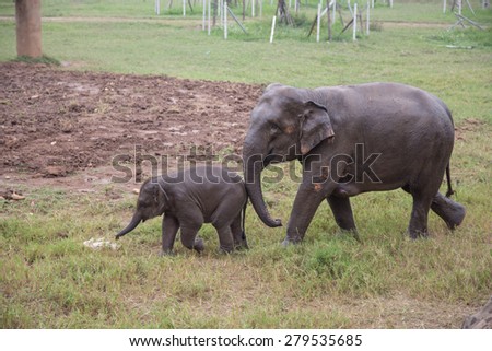 Elephant mother and a baby walking in rural Thailand at an elephant nature park for wild elephants. Asian elephants in reserve.