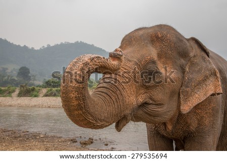 Asian elephants by a river in rural Thailand. Elephant Nature Park for the protection of wild and abused elephants in Thailand.