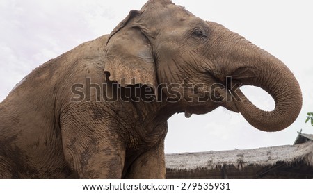 Asian elephant at a nature park in Thailand. No abuse of wild elephants rescued.