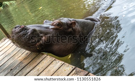 Jessica the Hippo lives in a home in south africa and has been on TV many times. It was hand raised and is use to humans.