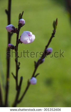 Peach blossom. Tree branch with peach buds and flowers on green