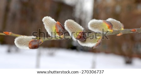 The spring came to the city. the first buds on a tree against snow and stone buildings close up. blur background.