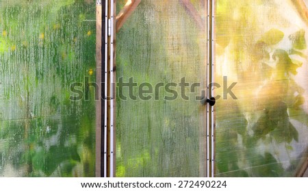 Fragment of a wall and door of a film hotbed. Outlines of plants (cucumbers) shined with a bright sun are visible through the misted film