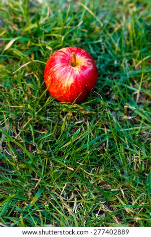 Royal Gala Apple\
\
Royal Gala Apple isolated on grass