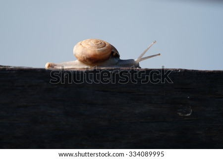 snail Catch the stump,snail,beautiful snail,snail on the wood,two snail,snail in raining day