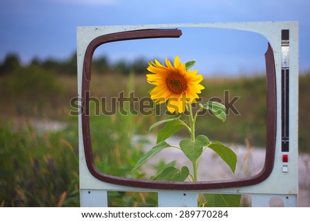 one sunflower in a field framed.TV box frame