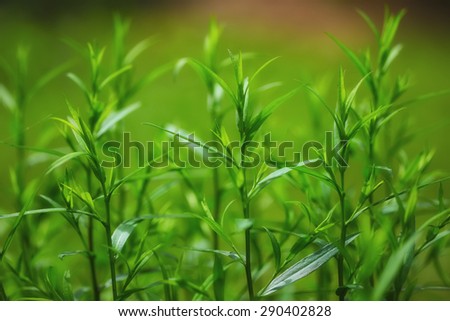 bright green grass on background with beautiful bokeh.