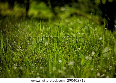 bright green grass on background with beautiful bokeh.Bokeh of Helios 40