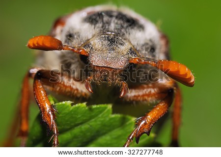 cockchafer at the green leaf. Extreme close up