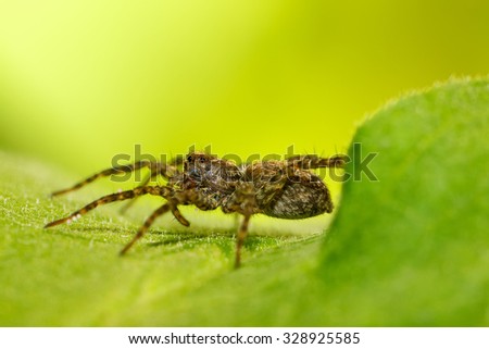 Spider on green leaf. Extreme close up