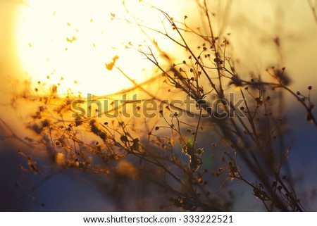 silhouette of dried flowers and plants on a background sunset. Shallow depth of field