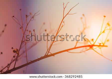 Dried plant on a background sunset. Shallow depth of field