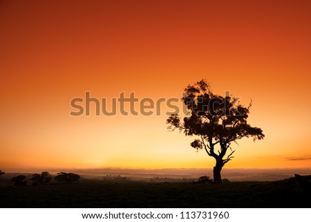 Sun rises behind an Australian gum tree