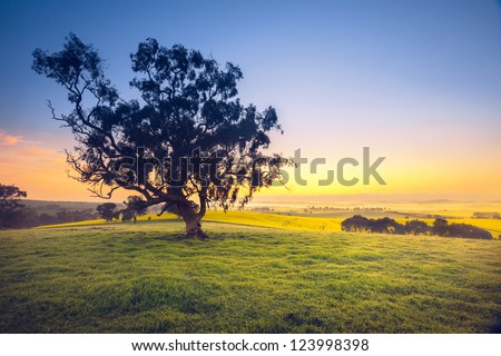 Beautiful South Australian sunrise over rural field