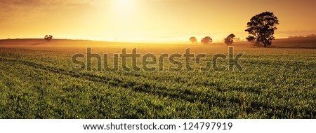 Panoramic image of a Clare Valley sunrise, Australia