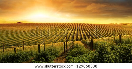 A Beautiful Sunset over a Barossa Vineyard A Beautiful Sunset over a Barossa Vineyard
