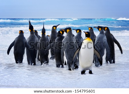 King Penguins Heading To The Water In The Falkland Islands