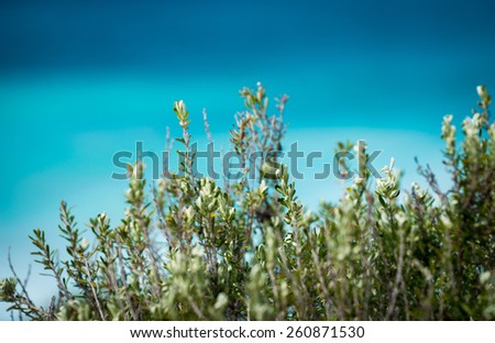 A native plant in front of the ocean