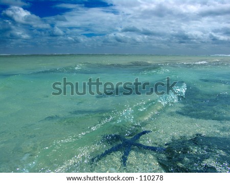 Starfish in Water