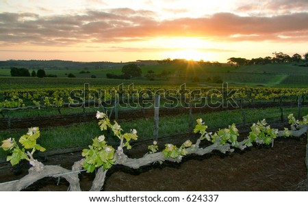 Sun Setting over Vineyard
