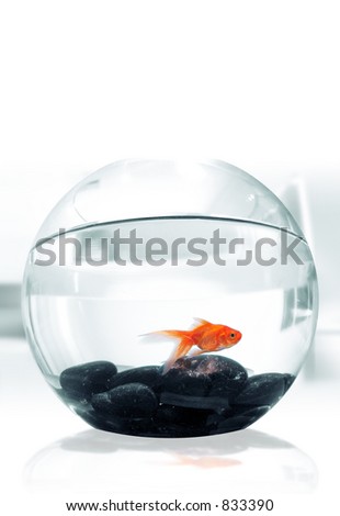 Goldfish in Bowl