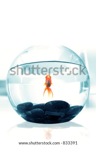 Goldfish in Bowl